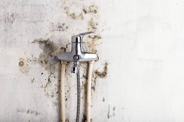 Best Mold Inspection  in Aitkin, MN