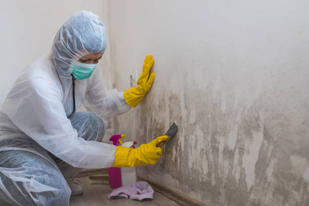 Best Local Mold Removal Service  in Aitkin, MN