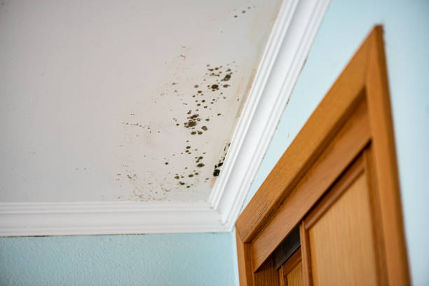 Best Emergency Mold Removal  in Aitkin, MN