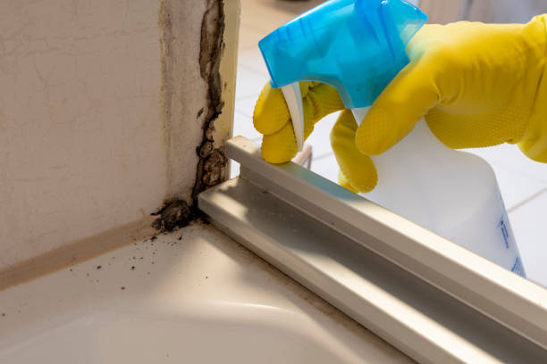 Best Mold Testing  in Aitkin, MN